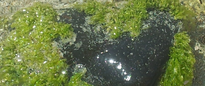 6 MARZO 2016, PRIMO LIVELLO CORSO REIKI USUI