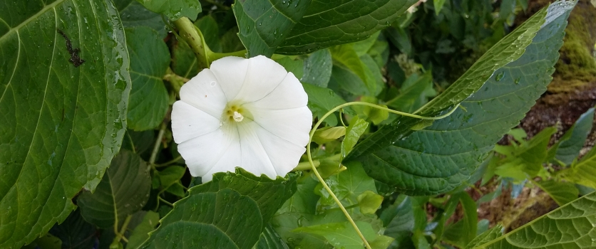 Recoaro, Energia di Allineamento Divino al lavoro