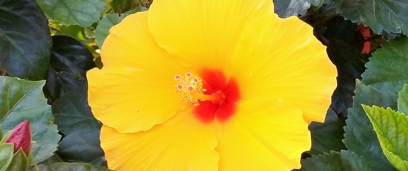 FERRARA 18 / 11: CONFERENZA GRATUITA E 19/11 GIORNATA DI TRATTAMENTI