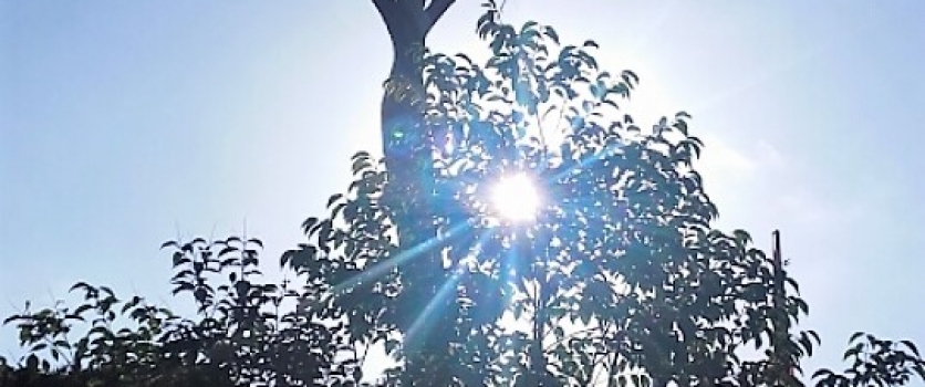 PECETTO TORINESE ( TO ) 30 GENNAIO 2018, TRATTAMENTI